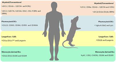 Molecular Aspects of Dendritic Cell Activation in Leishmaniasis: An Immunobiological View